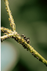 Control de pulgones e plagas de jardín